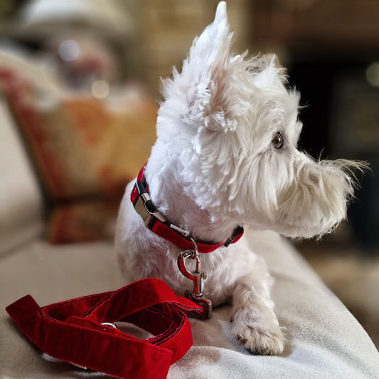 RED VELVET ADJUSTABLE DOG COLLAR