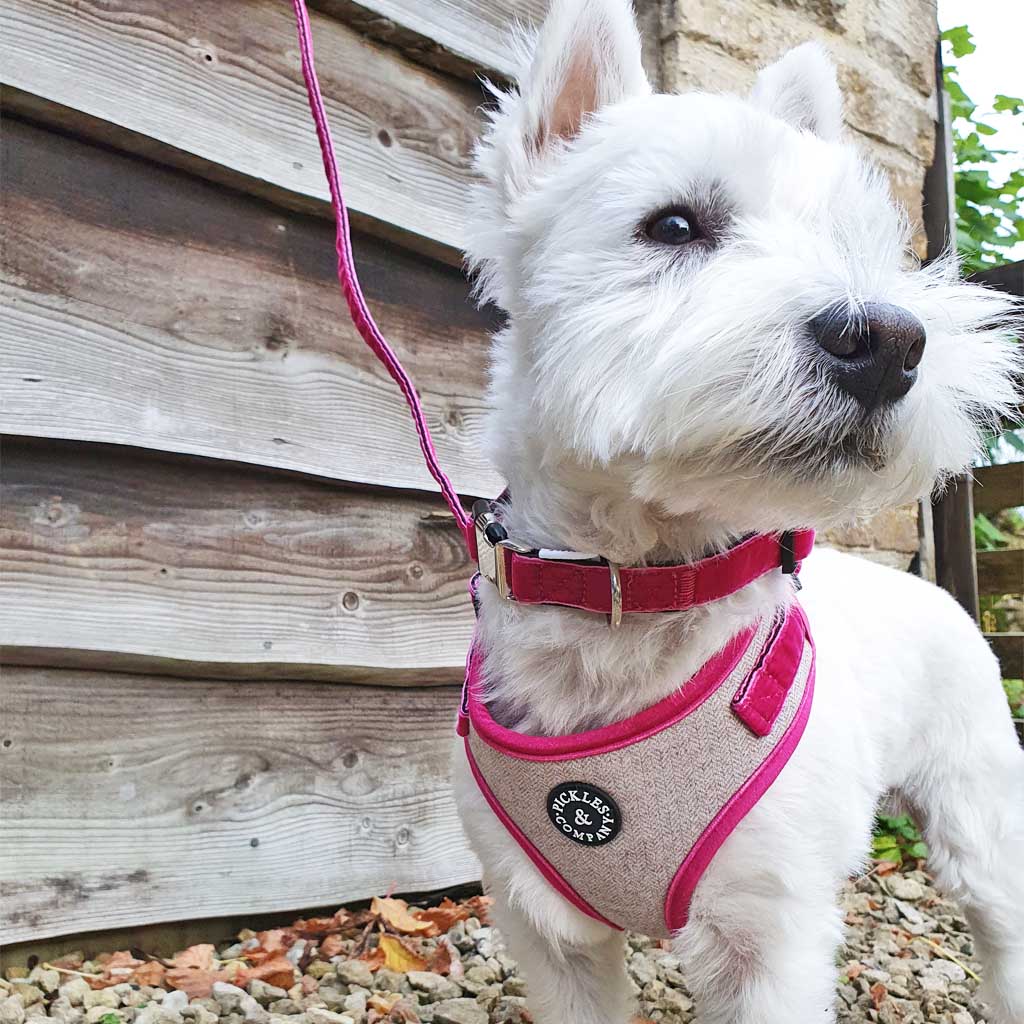 HARNESS TWEED & FUCHSIA PINK VELVET