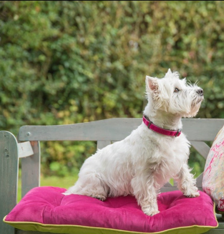 DOG BEDS - VELVET LIME & PINK