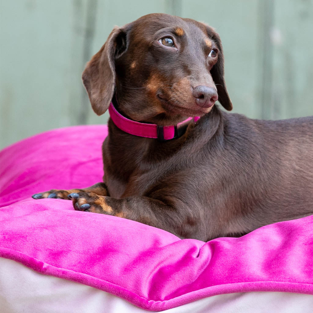 DOG BEDS - VELVET PINK & BEIGE