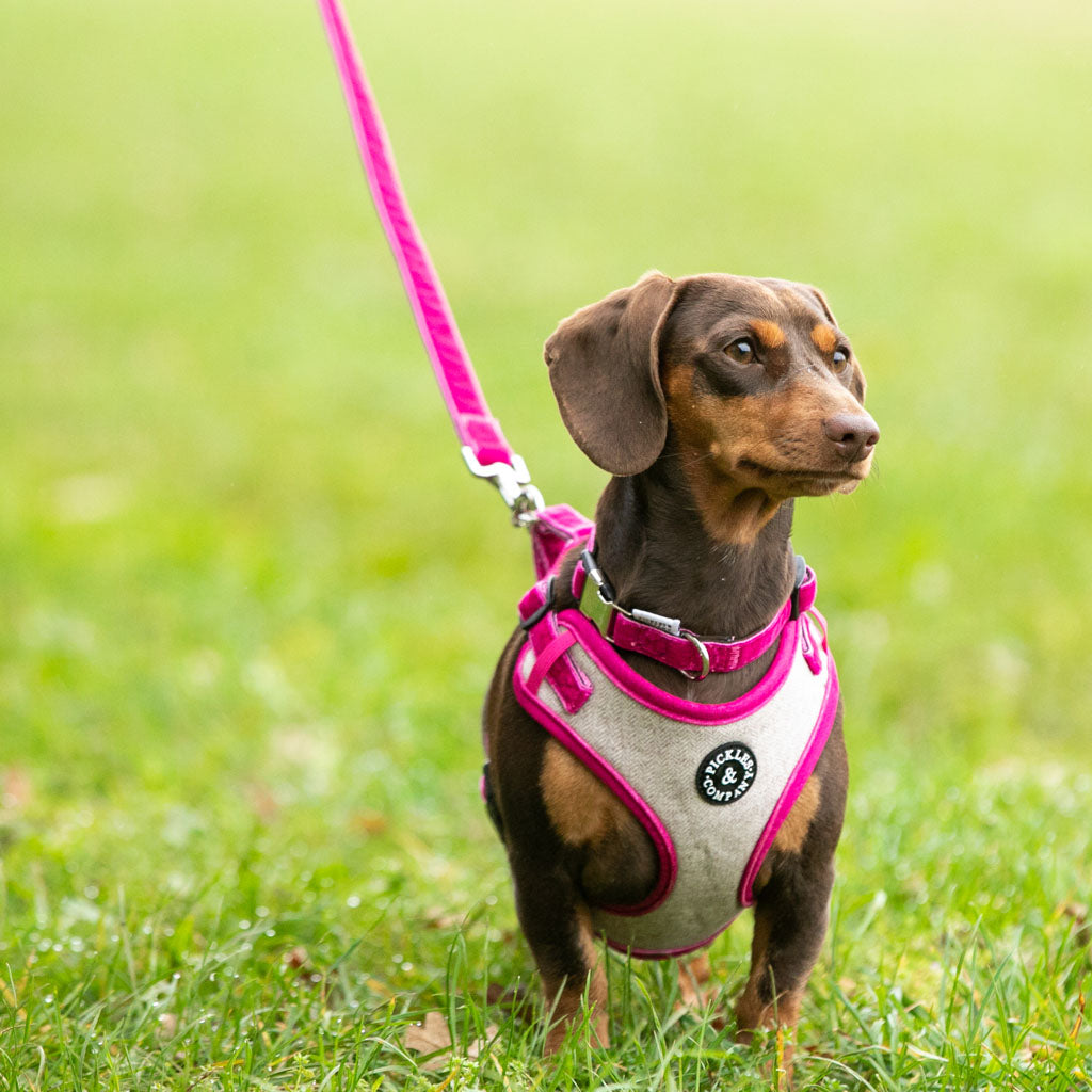 Mesh Harness Pink Harness For Small Dogs Cool Mesh Dog Harness By