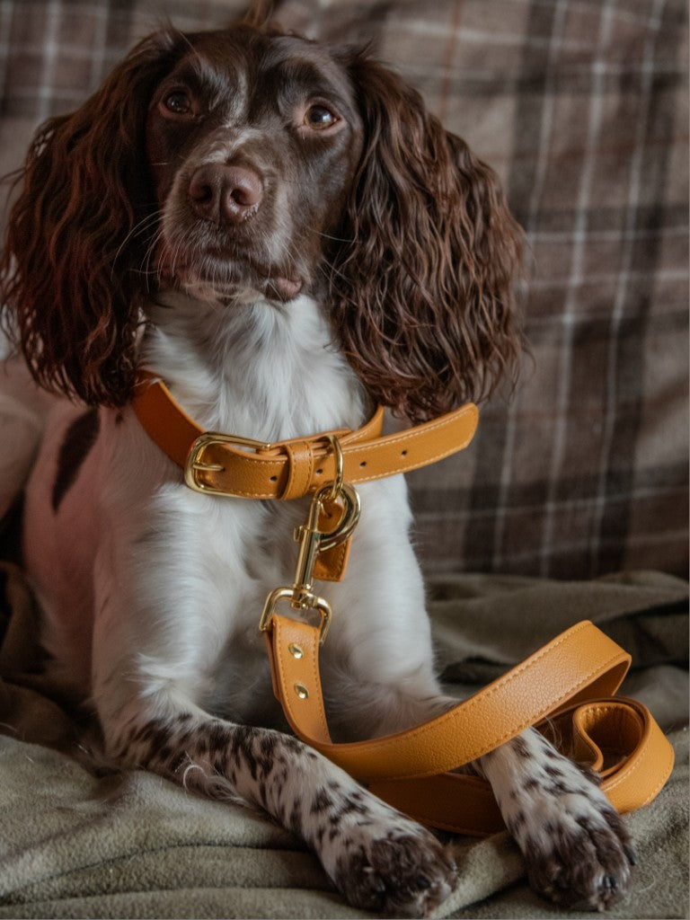 Vegan grain Leather Dog Collar