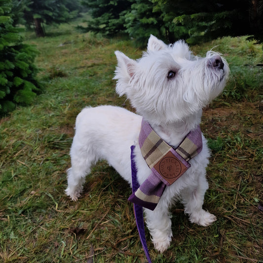 Purple & Beige check Tweed and Purple velvet Dog Scarf