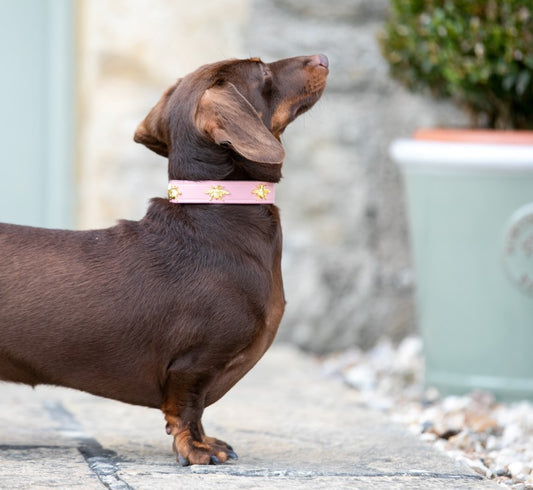 'The Bumble' Golden Bees Pink Leather Dog Collar