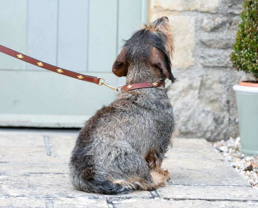 'The Bumble' Golden Bees Dark Tan Leather Dog Collar