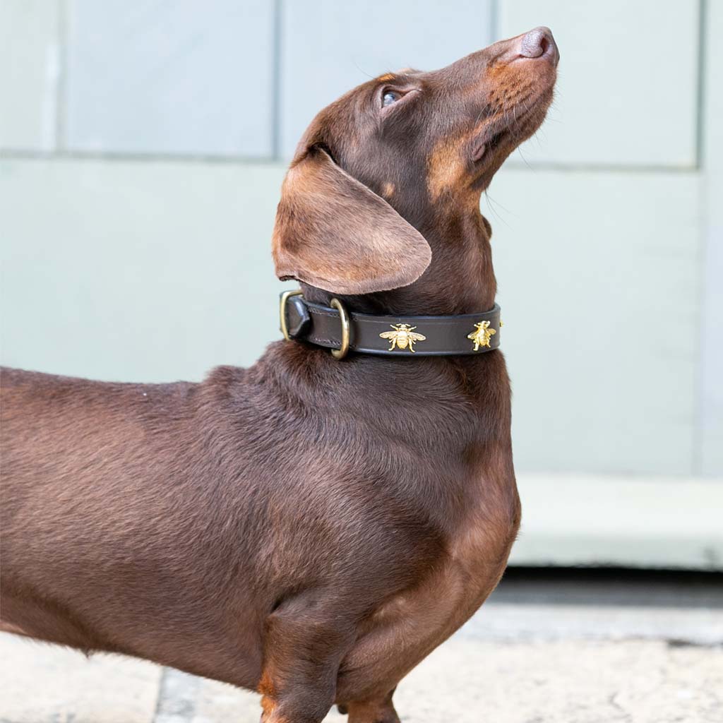 'The Bumble' Golden Bees Dark Brown Leather Dog Collar