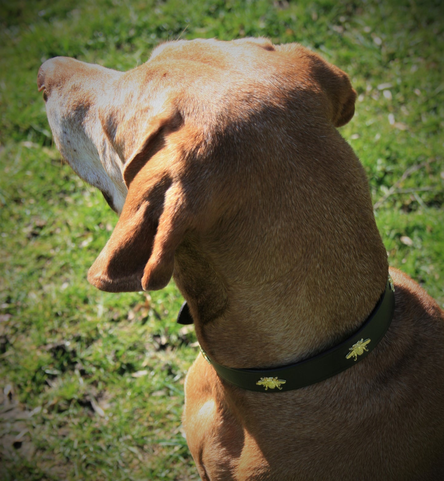 'The Bumble' Golden Bees Dark Brown Leather Dog Collar
