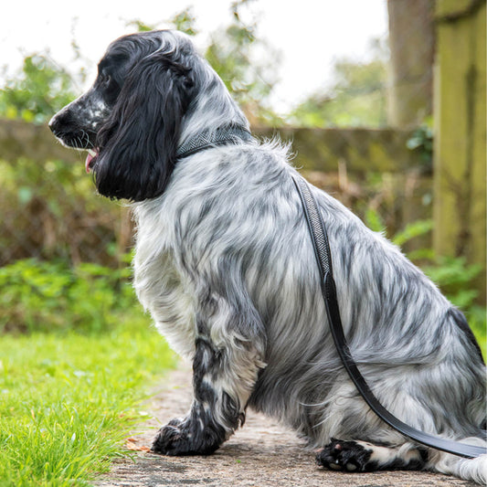 'The Burford' Herringbone & Leather Dog Collar BLACK & WHITE